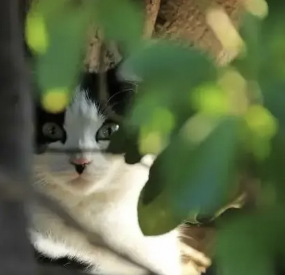 Vide grenier des chats errants et abandonnés ST PIERRE LA MER à Fleury