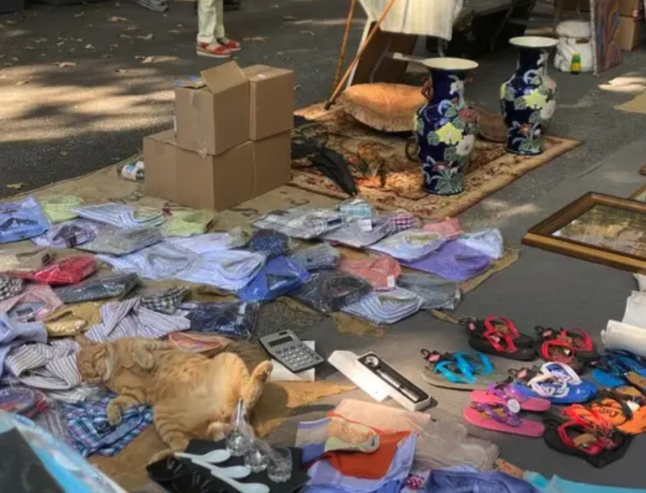 Vide grenier - brocante à Salernes
